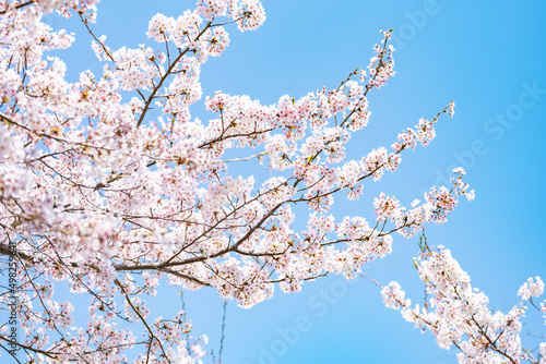 Cherry blossoms in full bloom under the blue sky in spring, Sakura flower, Nature or environment background	