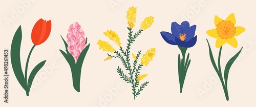 Vector illustration. Set of spring flowers. Hand-drawn, vibrant colors. Narcissus, hyacinth, mimosa, crocus, tulip.