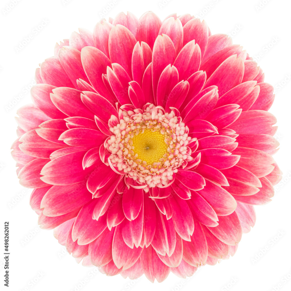 Beautiful red Gerbera (Daisy) isolated on white background, including clipping path. Beautiful red Gerbera (Daisy) isolated on white background, including clipping path.