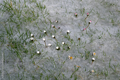 a shower of hail covered the lawn in the garden. daisy flowers closed the petals in shock. spring variable weather when the weather changes rapidly photo