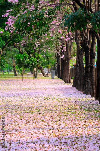 Pink Tabebuia