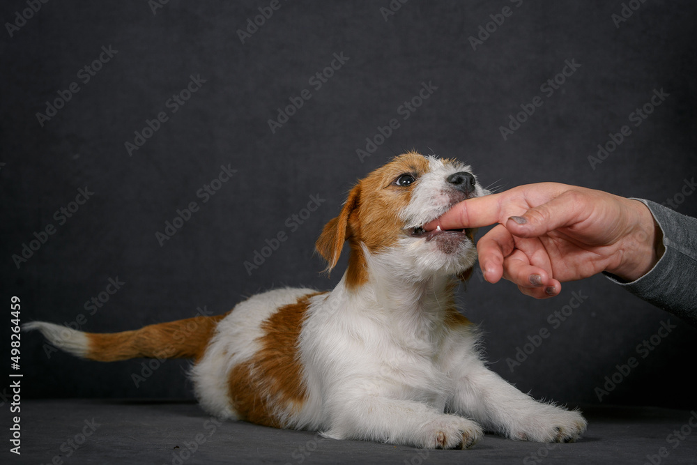Jack Russell terrier holding on to the mistress's finger
