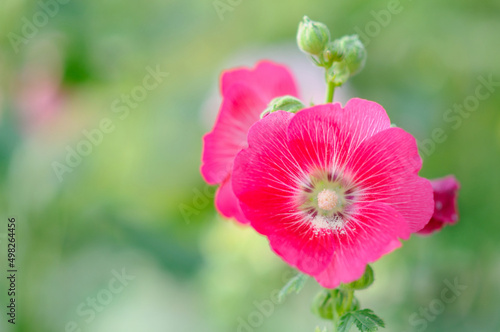 Beautiful Vibrant Red Hollyhock