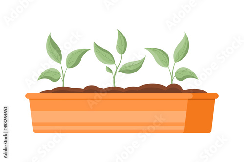 Vegetable seedlings growing at soil in box isometric icon vector illustration. Organic natural plant leaves gardening sapling in wooden container botanical ecology grow process. Germination seeds