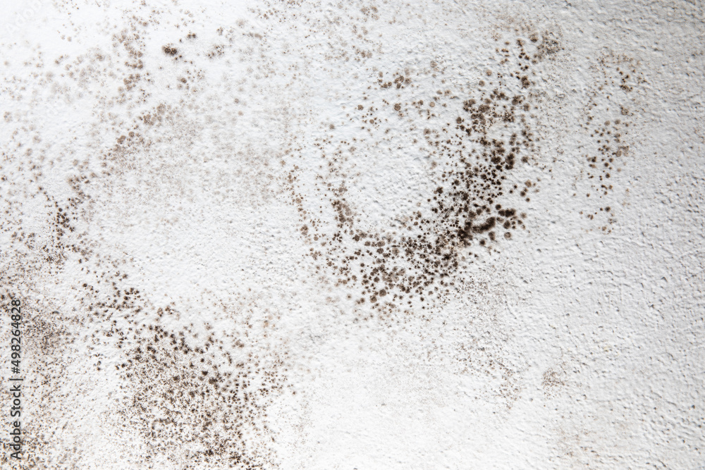 Mold, mould, mildew or fungas on the white surface of a wall in an interior room.