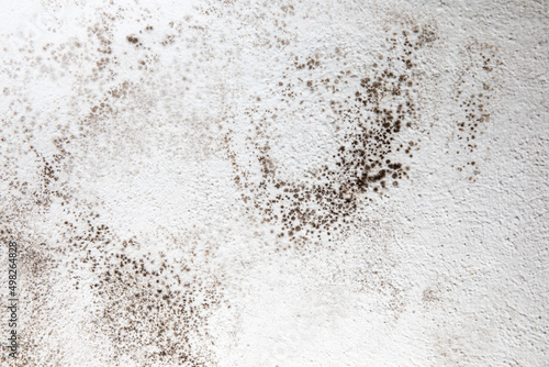 Mold, mould, mildew or fungas on the white surface of a wall in an interior room. photo