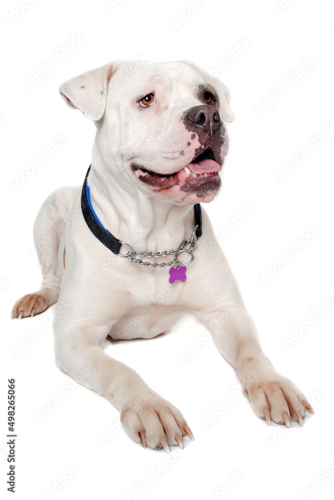 American bulldog on a clean white background