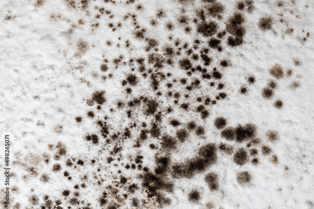 Mold, mould, mildew or fungas on the white surface of ceiling in an interior room. Mold, mould, mildew or fungas on the white surface of ceiling in an interior room.