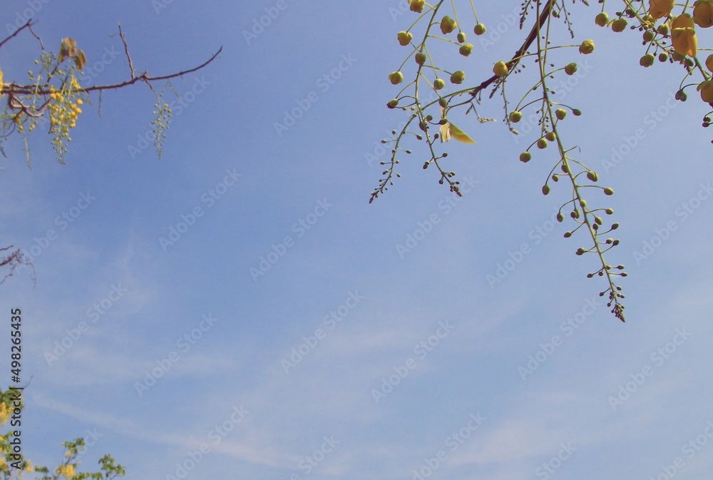 Beautiful view of bright yellow flowers against blue sky, space for text Beautiful view of bright yellow flowers against blue sky, space for text