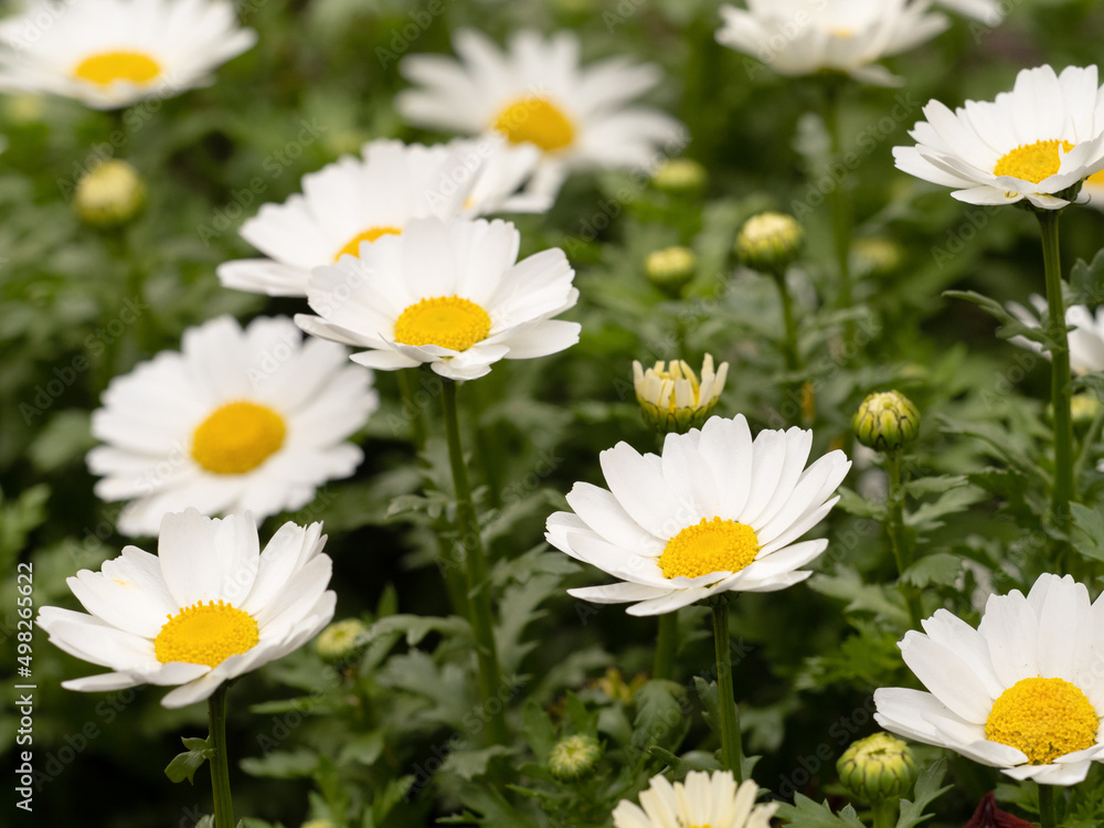 Obraz premium ノースポールの花