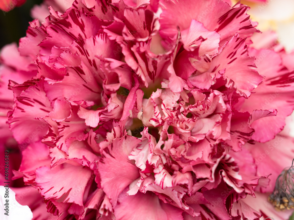 Fototapeta premium カーネーションの花