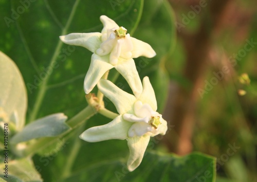 Crown flower, Giant Indian Milkweed, Gigantic flower, white clolor flower in the garden.
