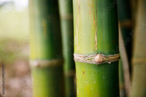 Background texture thickets of bamboo trees
