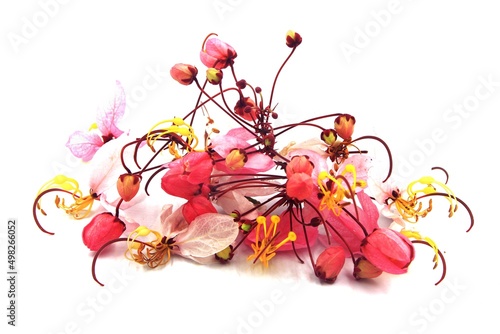 Pink Thai cherry blossom on white background, space for a text