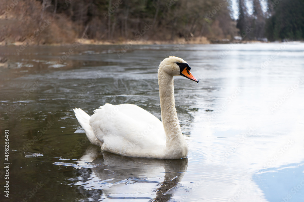 A selective shallow focus shot of a beautiful mute swan swimming in water on a sunny day A selective shallow focus shot of a beautiful mute swan swimming in water on a sunny day