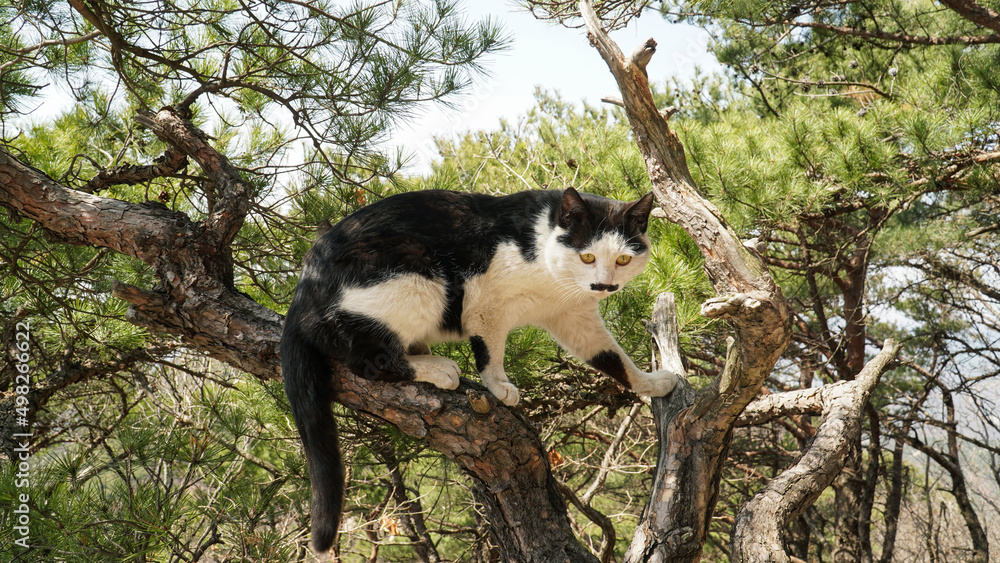 Obraz premium a tuxedo cat on a pine tree Cute mustache and sparkling eyes.And toenails.
