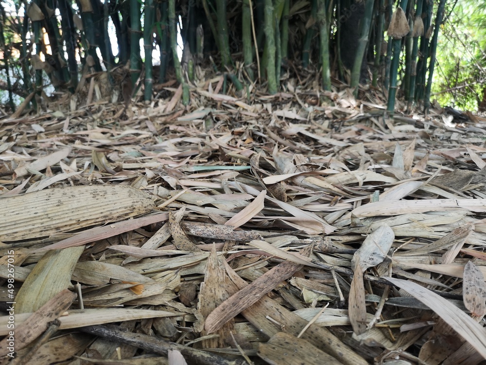 Bamboo bush green nature background dried bamboo leaves fall under the tree Bamboo bush green nature background dried bamboo leaves fall under the tree