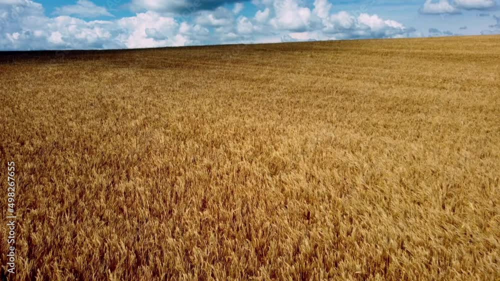 Landscape Wheat field. Aerial drone view. Wheat ears on cloudy day. Yellow golden grains spikes of wheat in field. Textured agricultural farming background. Scenery Grains of wheat in ear ripen Landscape Wheat field. Aerial drone view. Wheat ears on cloudy day. Yellow golden grains spikes of wheat in field. Textured agricultural farming background. Scenery Grains of wheat in ear ripen