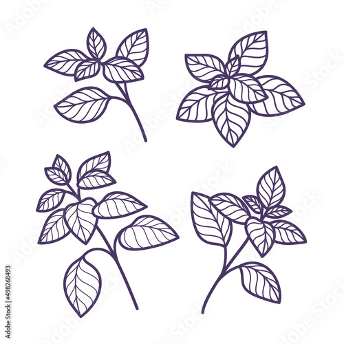 Branch of basil Flat vector colorful illustration.