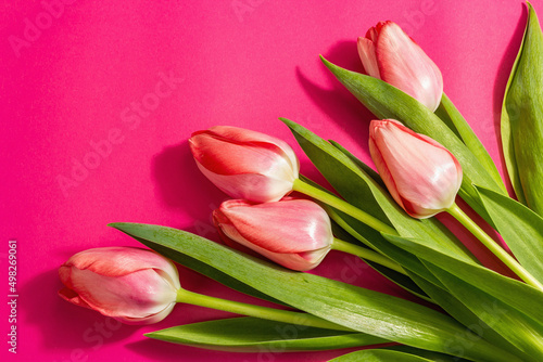 Fresh flower composition, a bouquet of pink tulips, isolated on a magenta background