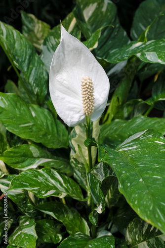 Spathiphyllum variegated Dominoes. Home plant