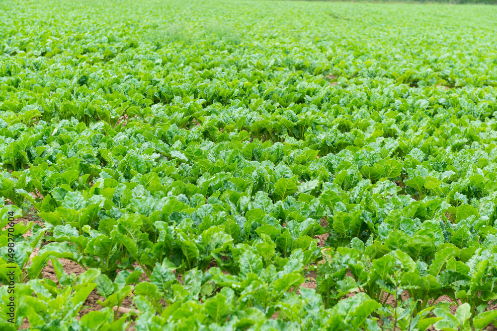 salad field farm bio öko agrar
