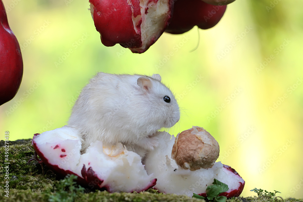 A Campbell dwarf hamster eating a pink Malay fruit. This rodent