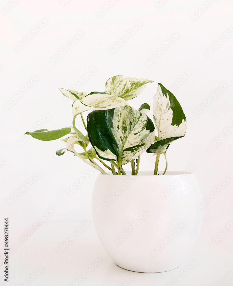 Tropical houseplant Epipremnum aureum Manjula Pothos also called 'Happy
