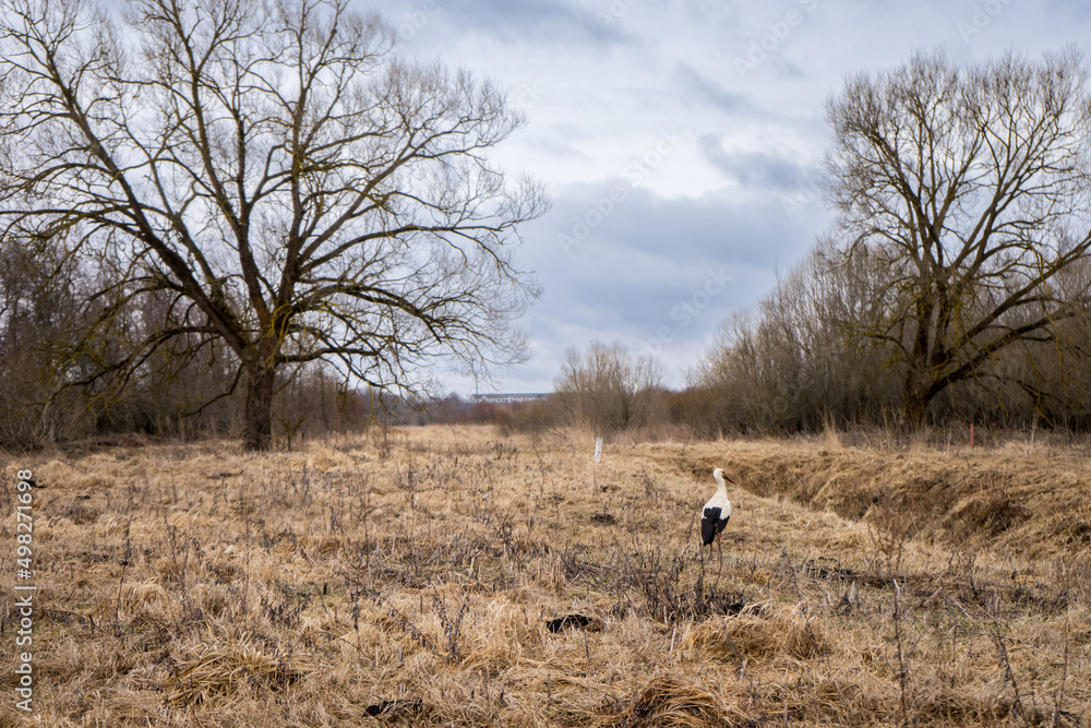 Adult European White Stork Standing In spring grass. Wild Field Bird In Sunset Time