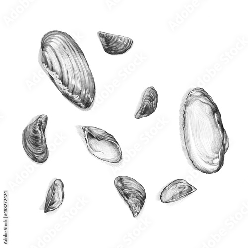 Pencil drawing. Isolated image of seashells on a white background.