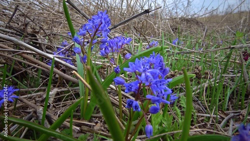 Hyacinthella (Asparagaceae) spring first vet, flowering plant in the wild, Ukraine photo