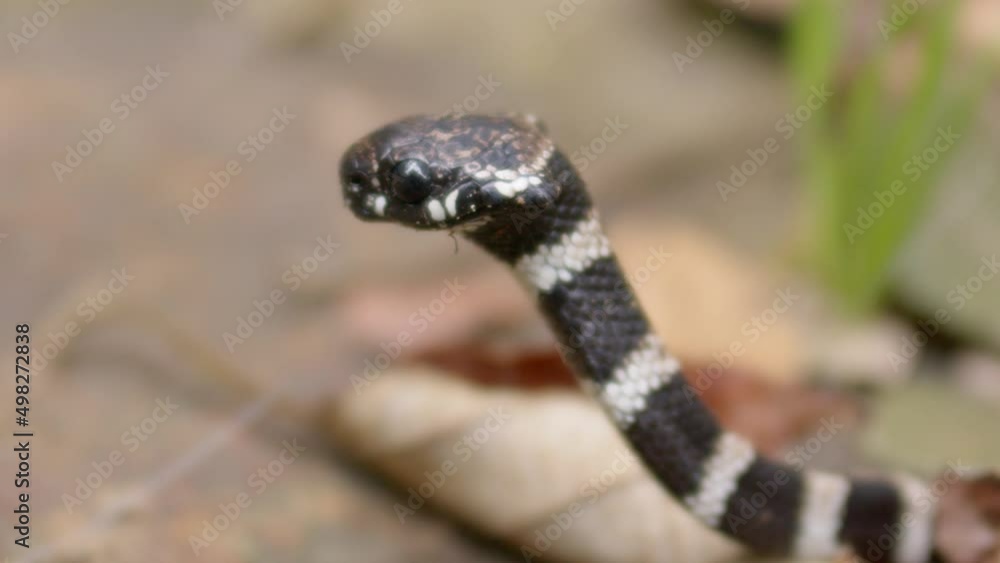 Little snake closeup in nature field Little snake closeup in nature field