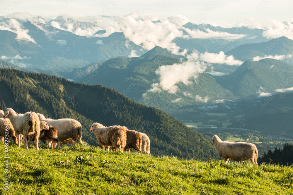Fototapeta premium mountain sheep in the bavaria mountains.