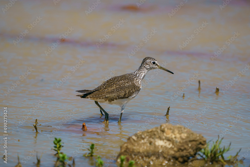 Wood Sandpiper (Tringa glareola) Searching for food in a marsh. Wood Sandpiper (Tringa glareola) Searching for food in a marsh.