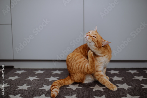Ginger cat scratching herself with leg indoors.