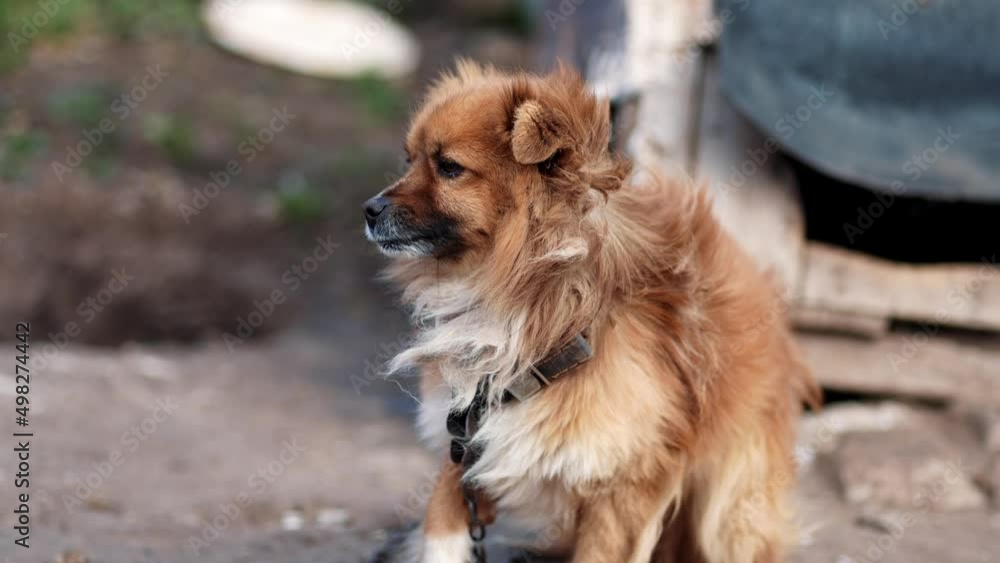 Brown mongrel dog chained to a chain in living conditions looking in camera. Yard old dog on a chain. Natural rural scene. Brown mongrel dog chained to a chain in living conditions looking in camera. Yard old dog on a chain. Natural rural scene.