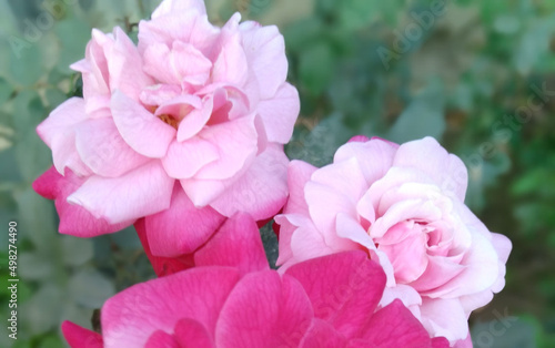 pink and white roses. Pink rose. Beautiful pink rose with rose leaves in a rose tree. Most beautiful rose. 