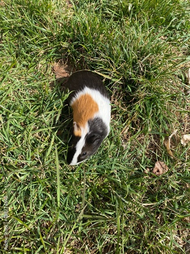 photo of a small guinea pig with green grass