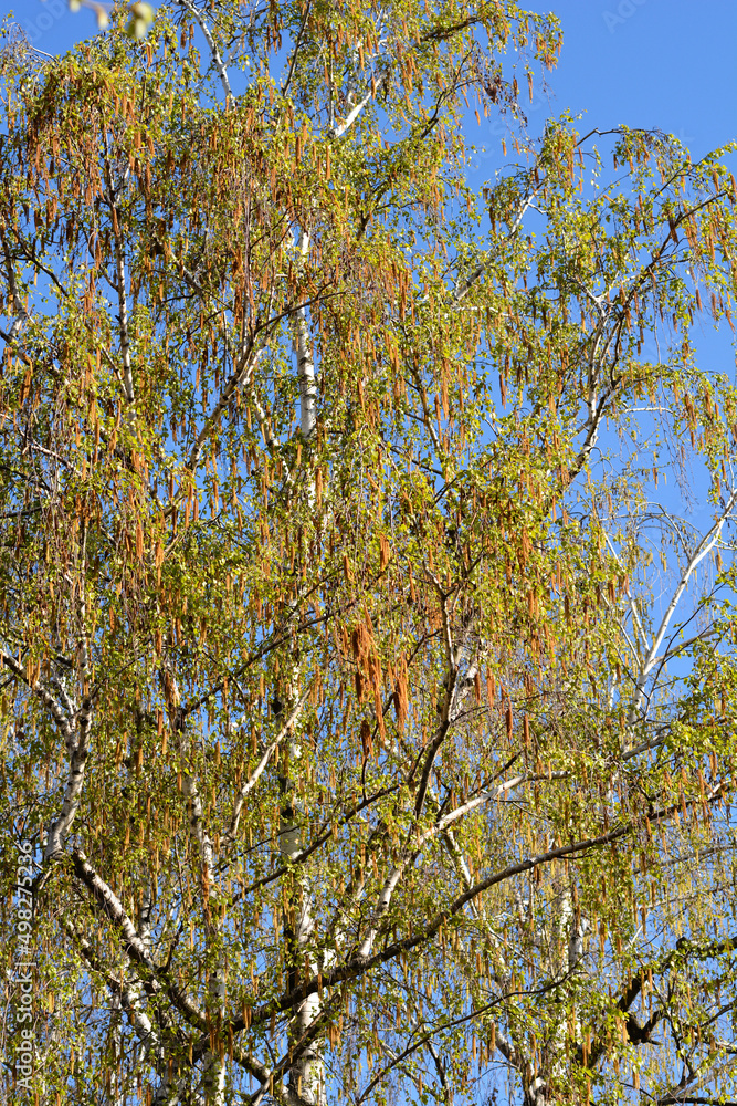 Fototapeta premium Common birch