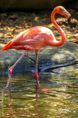 Pink Flamingos, Cartagena, Colombia