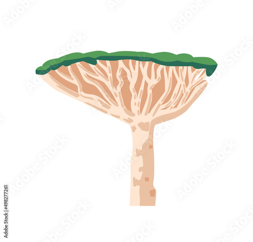 African Tree Umbrella Thorn Acacia or Vachellia Tortilis or Acacia Tortilis and Genus Vachellia Isolated on White