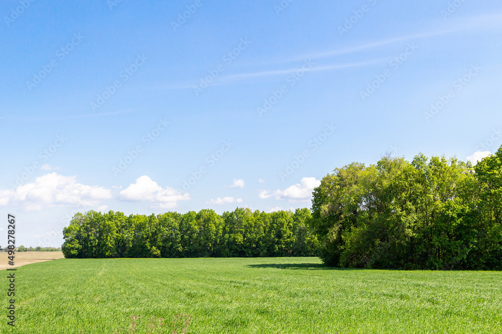 Obraz premium Green wheat field, trees in the background, landscape beautiful sky agriculture