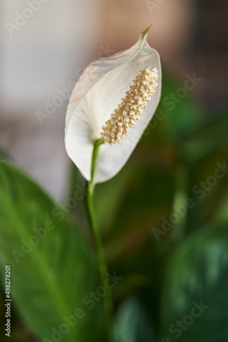 white flower bud of Hoya lanceolata Apocynaceae evergreen plant