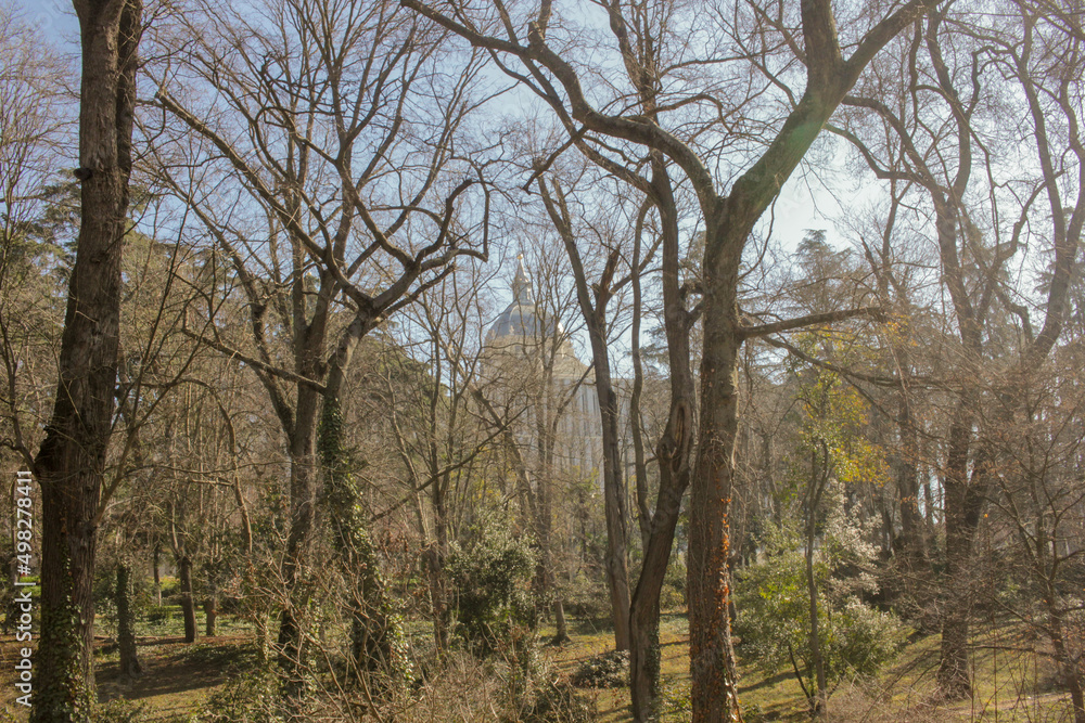 trees in the park