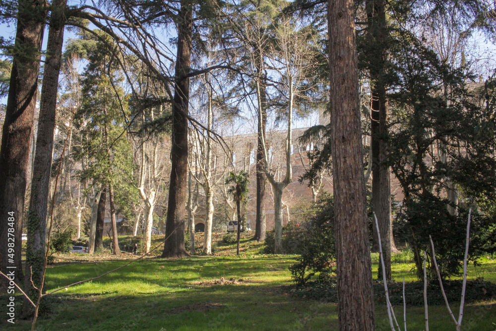 trees in the park trees in the park