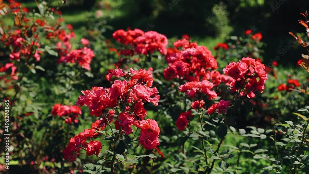 Very juicy red flowers grow in the park. Shooting plants up close Very juicy red flowers grow in the park. Shooting plants up close