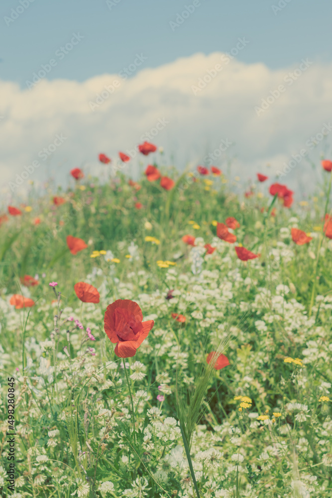 Fototapeta premium Poppies