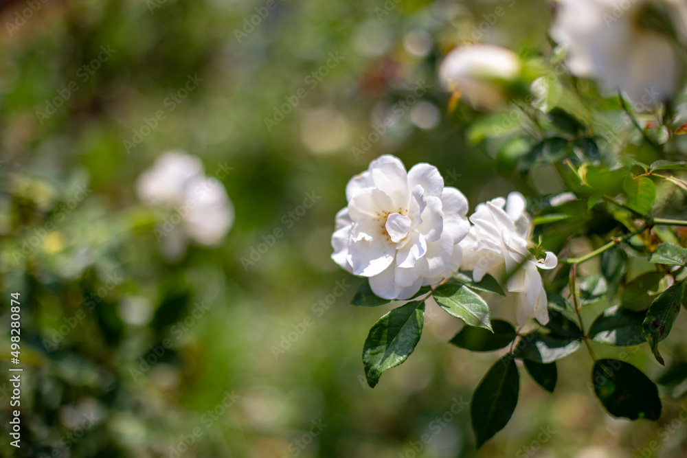 Photo of rose in park. Blurred background. Photo of rose in park. Blurred background.
