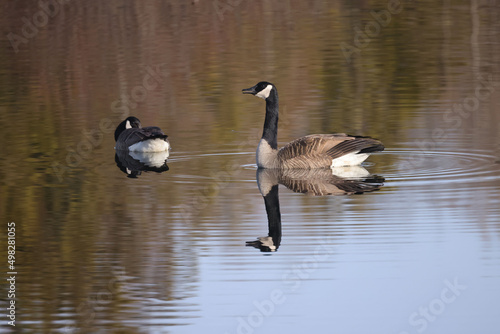 Canada Geese in spring showing courtship rituals and territorial behaviour on marsh