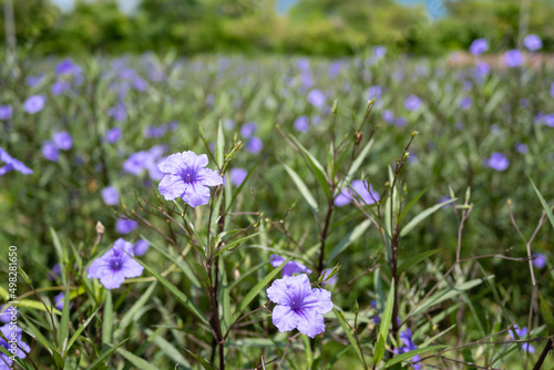 Close-up of purple flowers in the forest